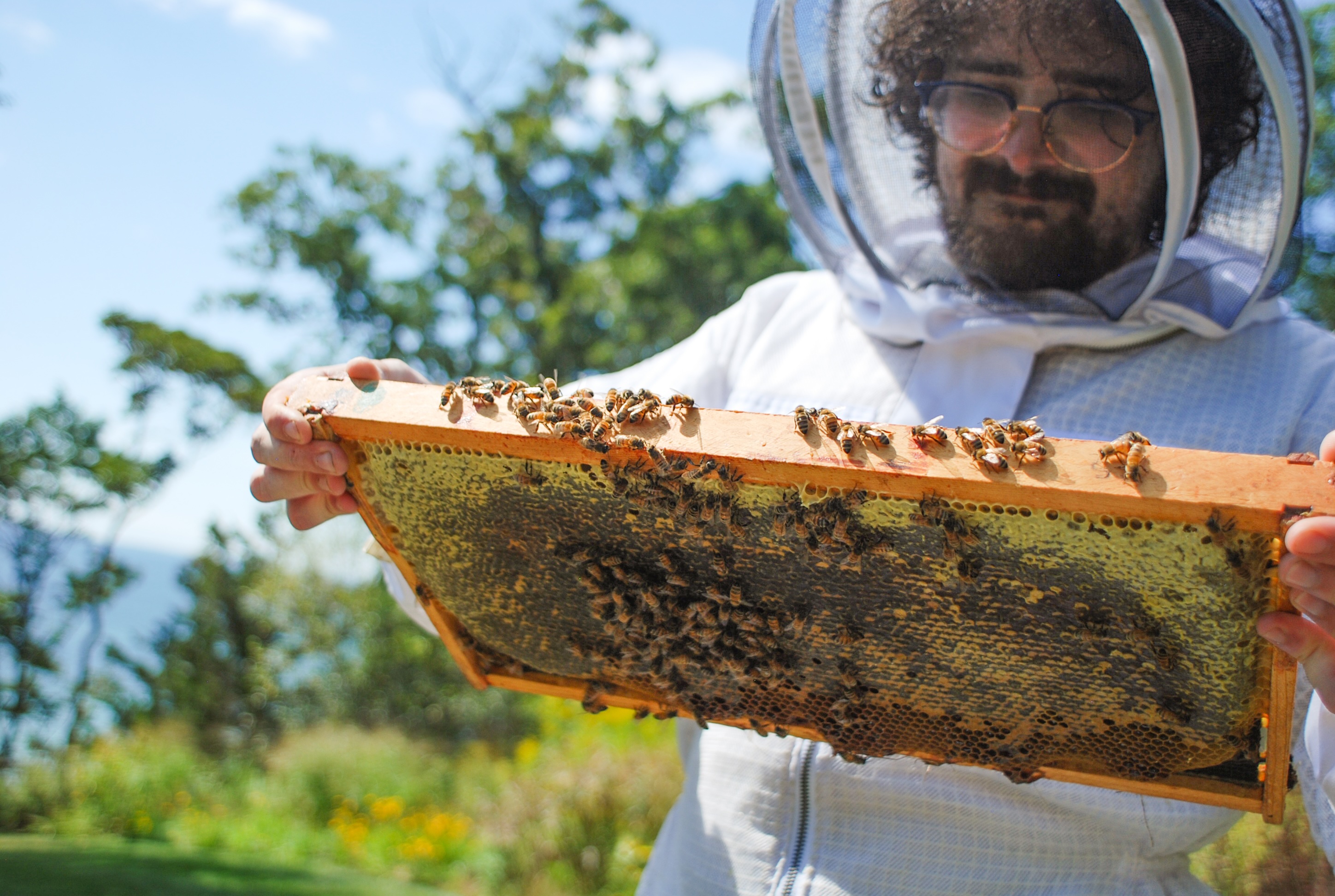 Beekeeper holding frame of bees